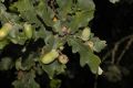 image of Quercus robur