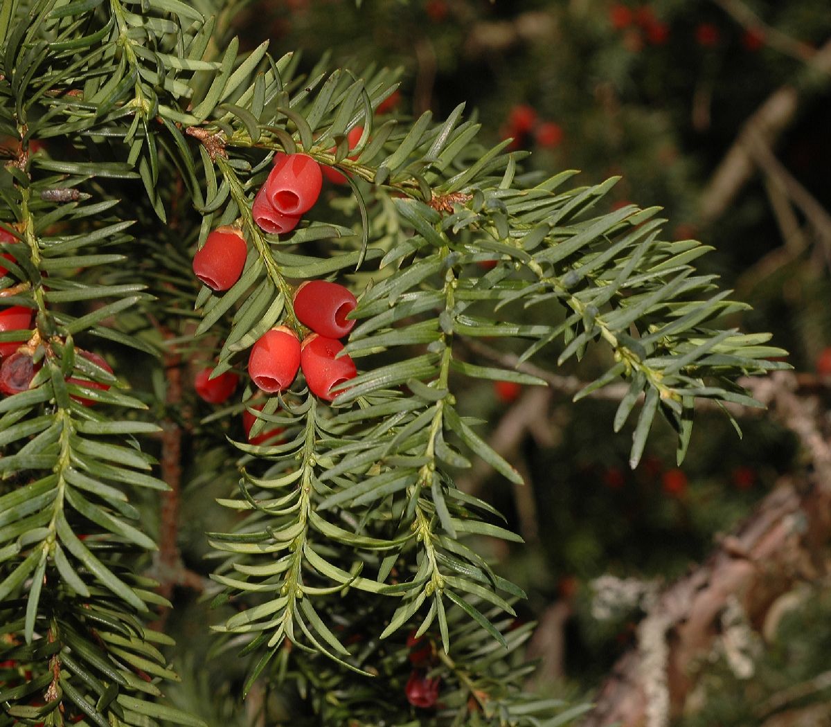 Taxaceae Taxus baccata