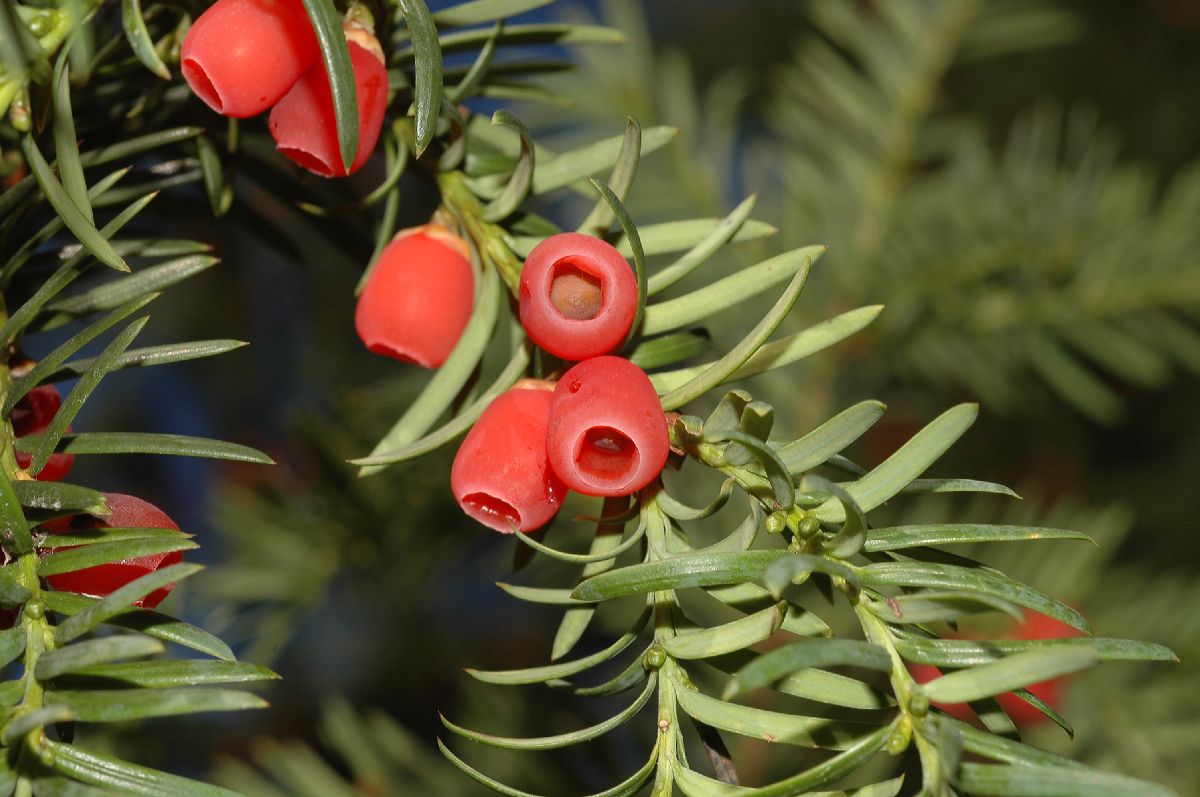 Taxaceae Taxus baccata
