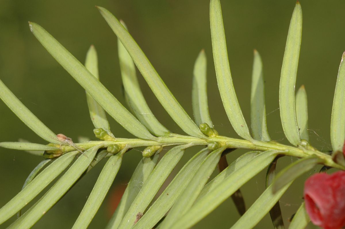 Taxaceae Taxus baccata