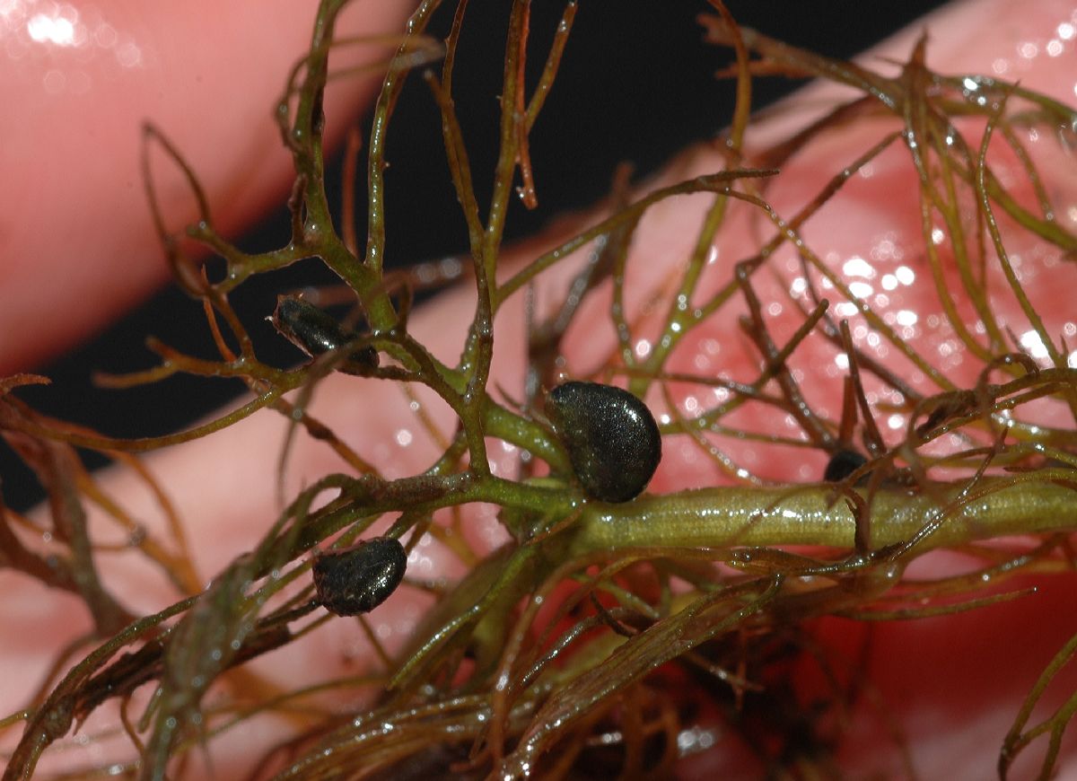 Lentibulariaceae Utricularia 