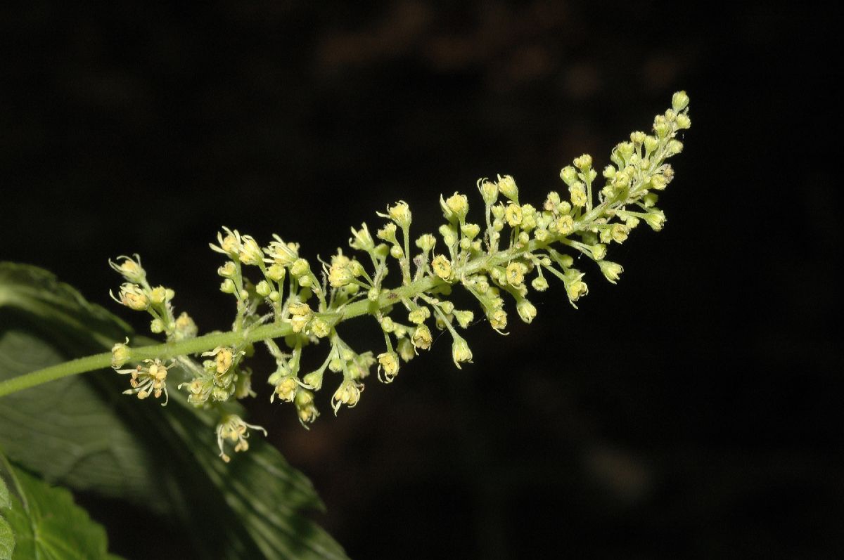 Aceraceae Acer spicatum