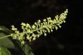 image of Acer spicatum