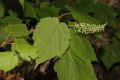 image of Acer spicatum
