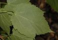 image of Acer spicatum