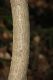 image of Acer spicatum