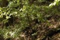 image of Acer spicatum