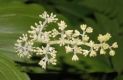 image of Maianthemum racemosum