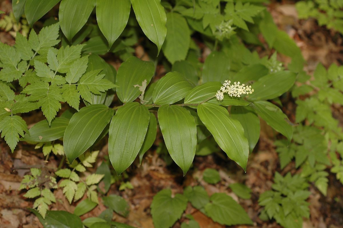 Asparagaceae Maianthemum racemosum