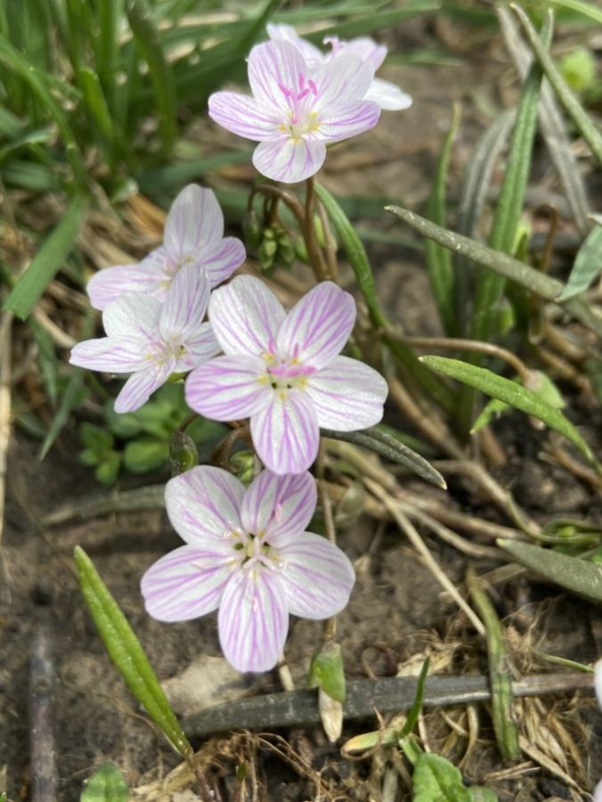 Montiaceae Claytonia virginica