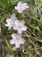 image of Claytonia virginica