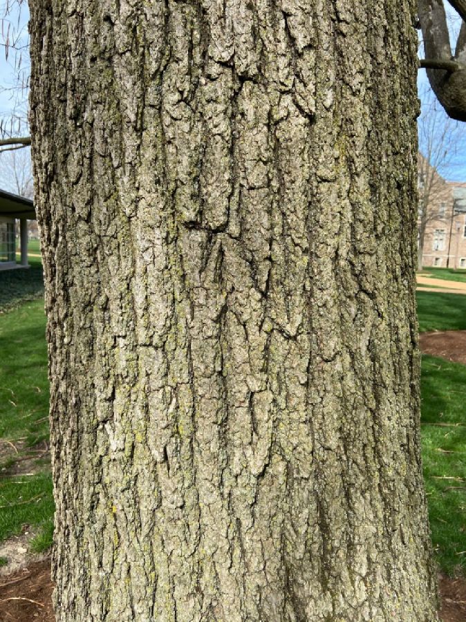 Ginkgoaceae Ginkgo biloba