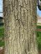 image of Ginkgo biloba