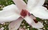 image of Magnolia soulangeana