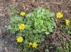 image of Ranunculus ficaria