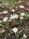image of Sanguinaria canadensis