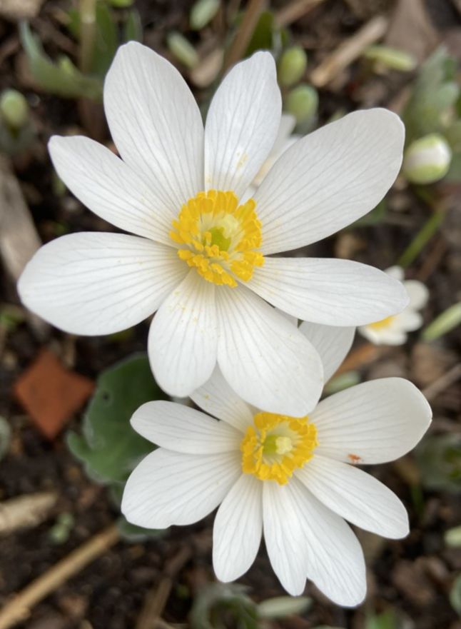Papaveraceae Sanguinaria canadensis