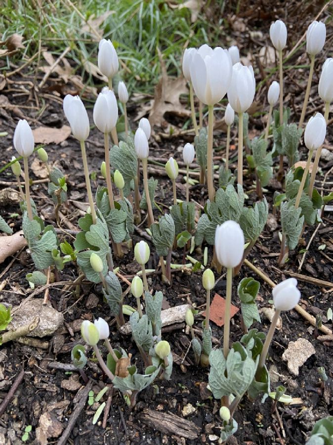 Papaveraceae Sanguinaria canadensis