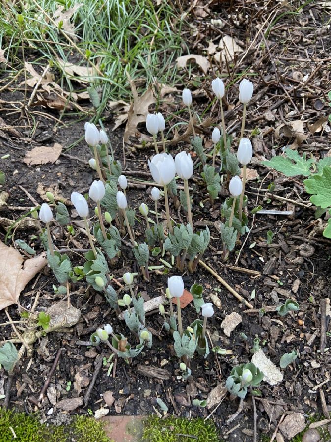 Papaveraceae Sanguinaria canadensis