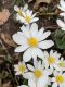 image of Sanguinaria canadensis