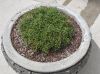 image of Selaginella sanguinolenta