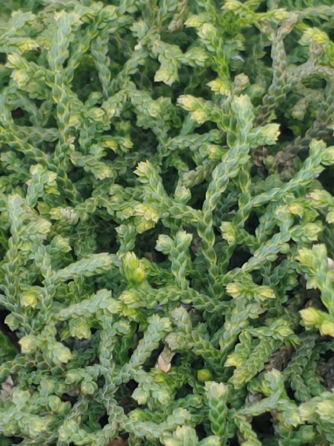 Selaginellaceae Selaginella sanguinolenta