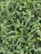 image of Selaginella sanguinolenta