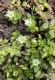 image of Stellaria media