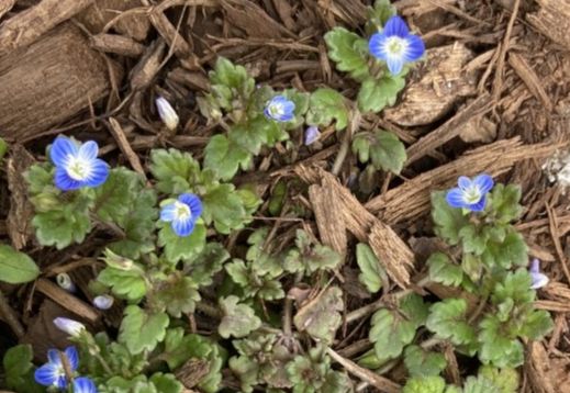 Plantaginaceae Veronica hederifolia