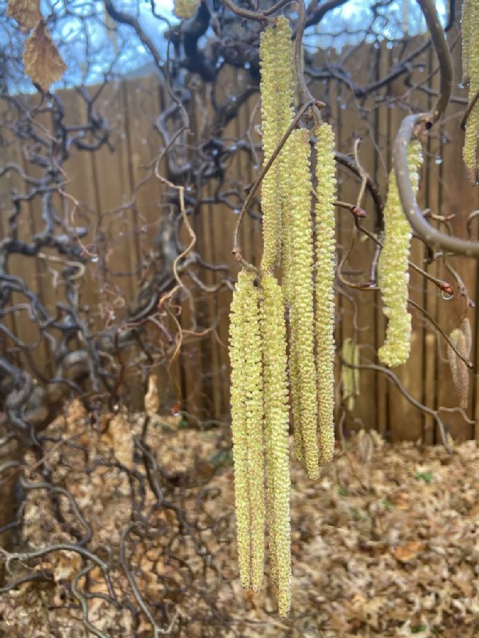 Betulaceae Corylus avellana