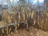 image of Corylus avellana