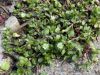 image of Stellaria media