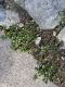 image of Stellaria media