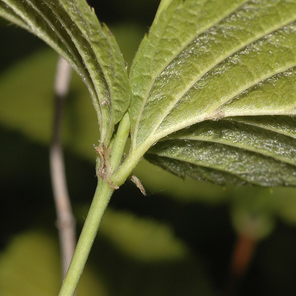 Rosaceae Rhodotypos 