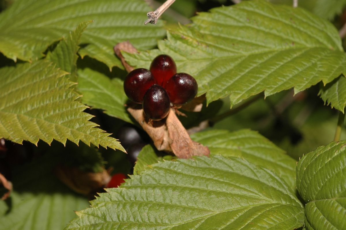 Rosaceae Rhodotypos 