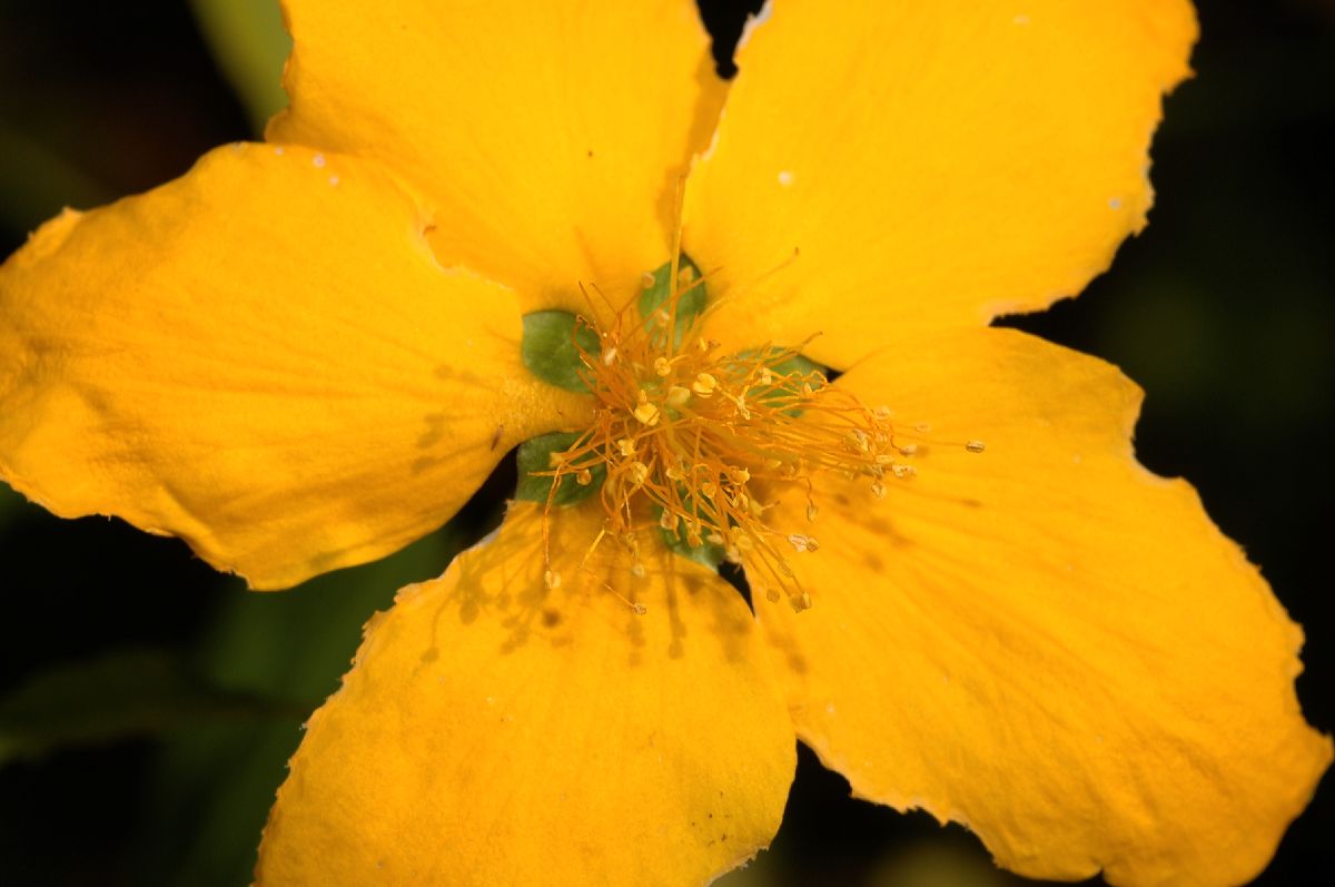 Rosaceae Kerria japonica