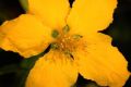 image of Kerria japonica