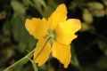 image of Kerria japonica