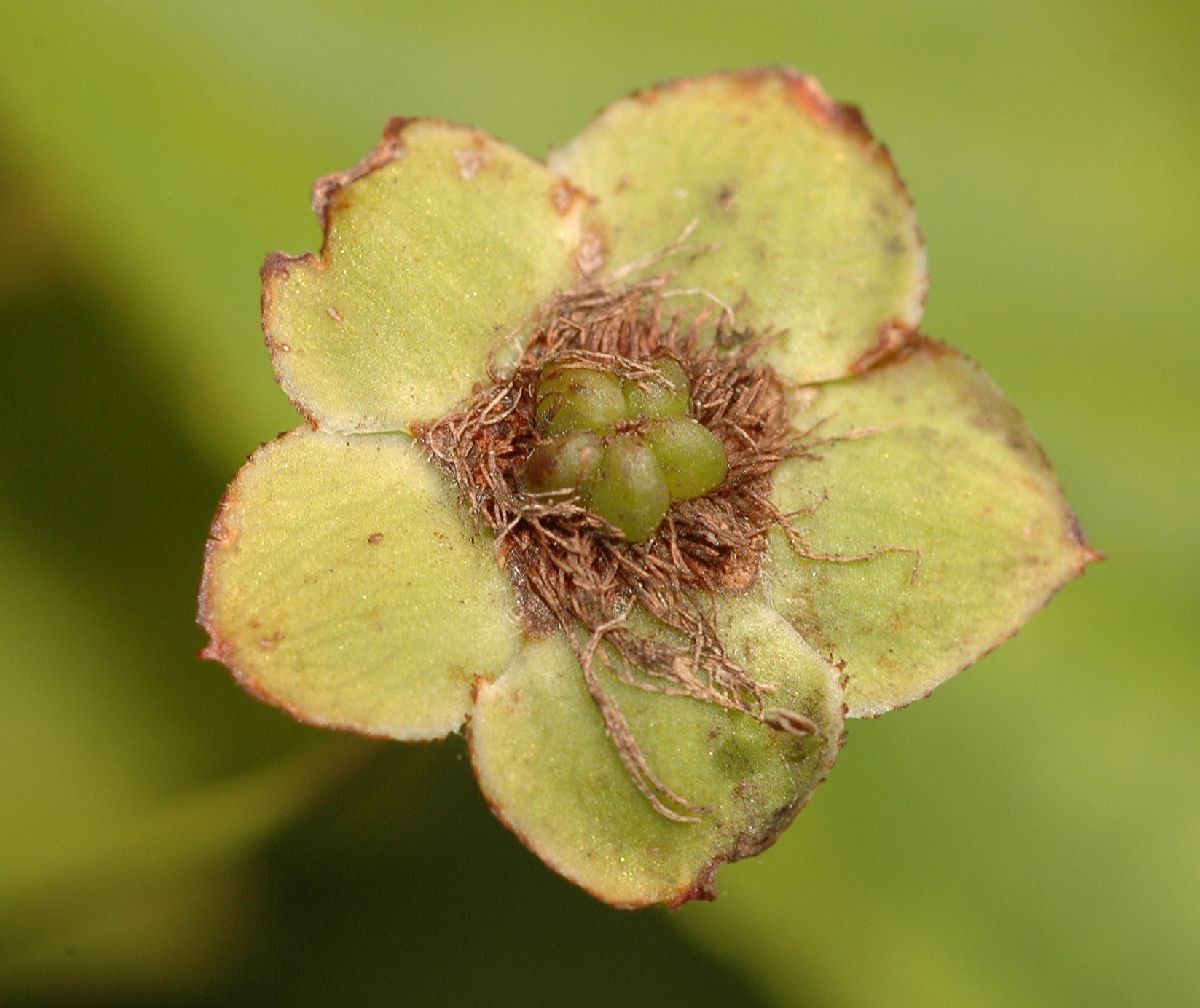 Rosaceae Kerria japonica