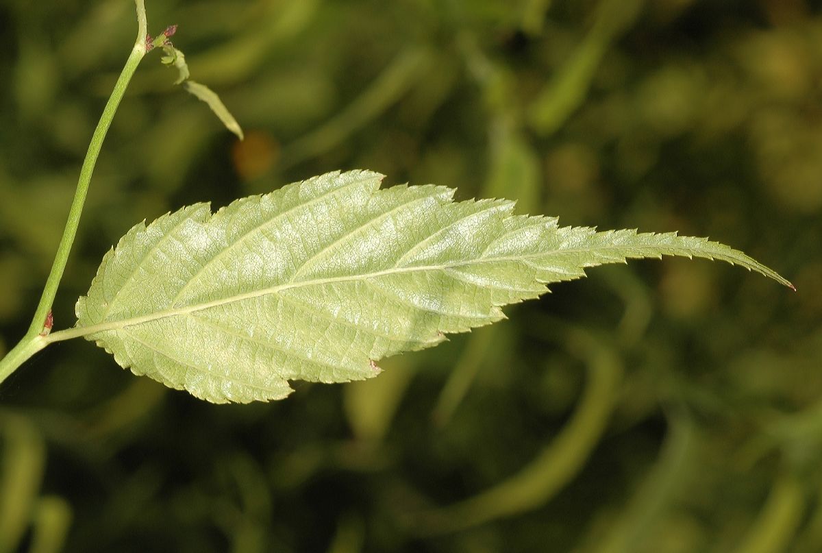 Rosaceae Kerria japonica