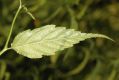 image of Kerria japonica