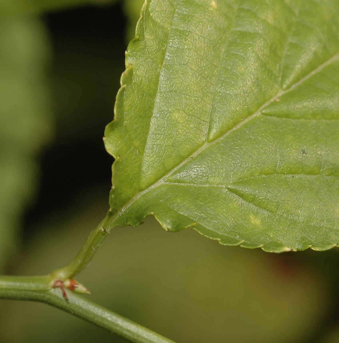 Rosaceae Kerria japonica