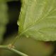 image of Kerria japonica