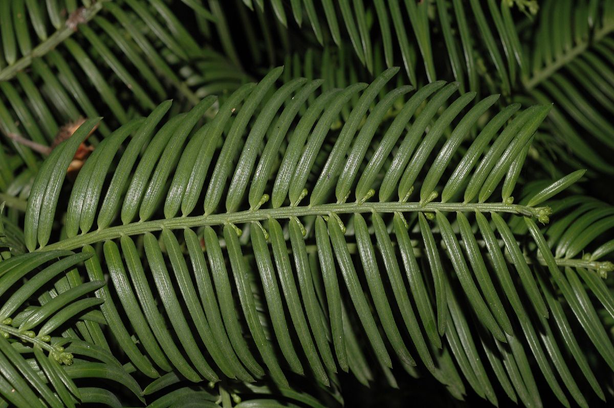 Cephalotaxaceae Cephalotaxus 