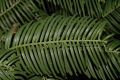 image of Cephalotaxus 
