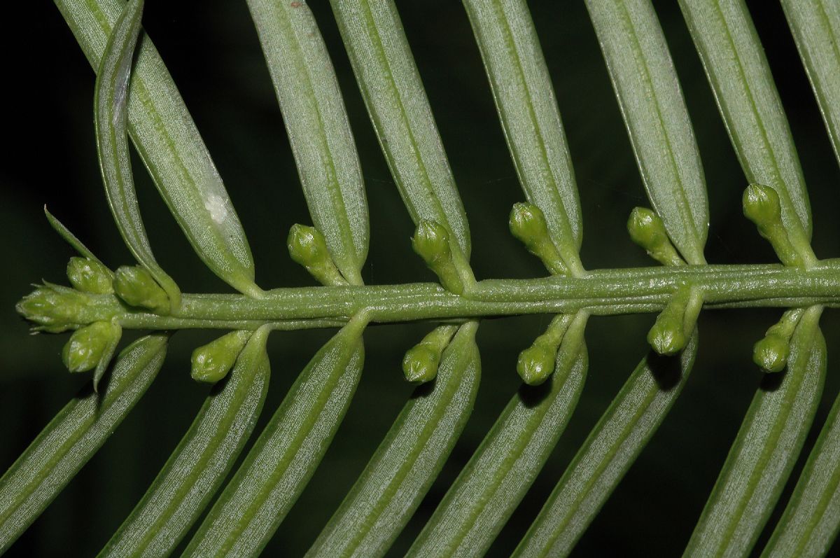 Cephalotaxaceae Cephalotaxus 