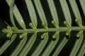 image of Cephalotaxus 
