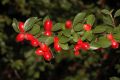 image of Cotoneaster 