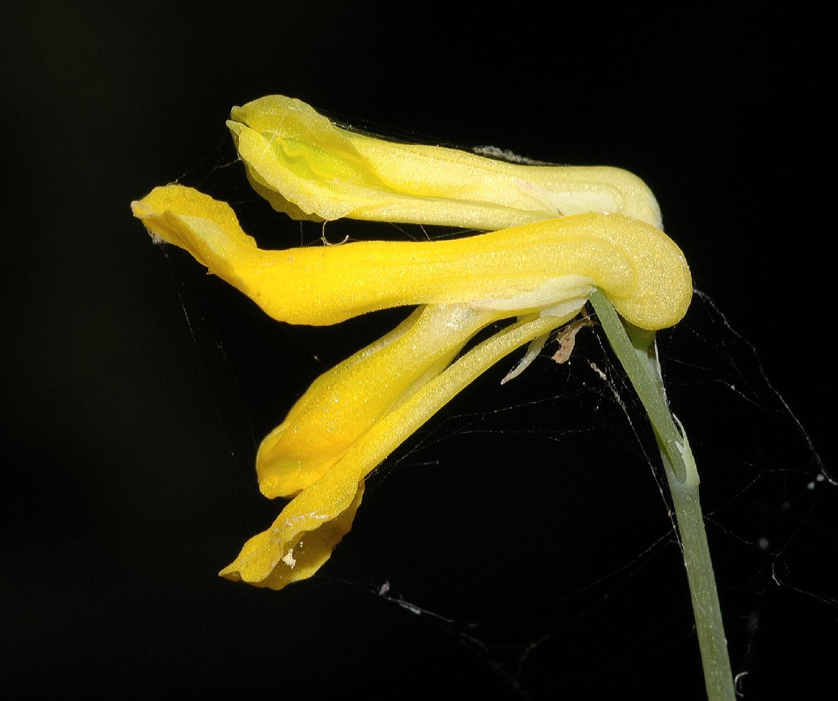 Papaveraceae Corydalis 