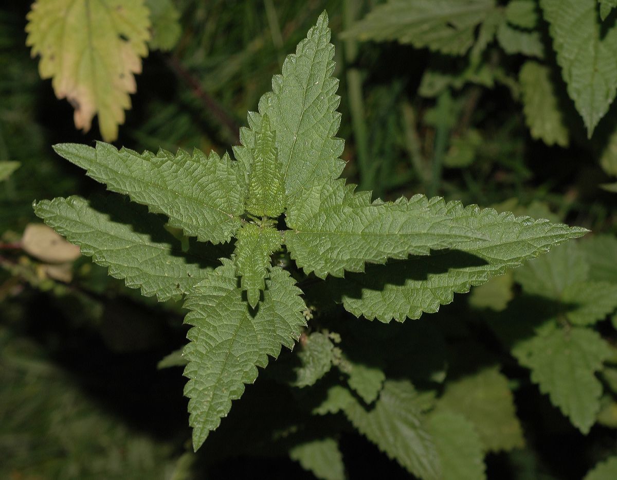 Urticaceae Urtica dioica
